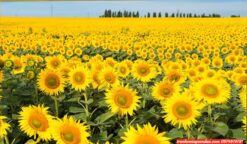 Tranh hoa hướng dương đẹp SV231